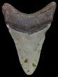 Megalodon Tooth - North Carolina #67139-2